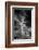 USA, Arizona, Tucson, Saguaro National Park-Peter Hawkins-Framed Photographic Print