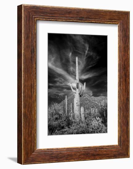 USA, Arizona, Tucson, Saguaro National Park-Peter Hawkins-Framed Photographic Print