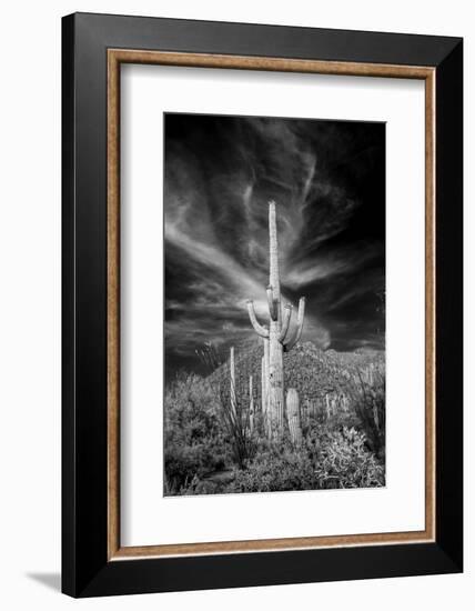 USA, Arizona, Tucson, Saguaro National Park-Peter Hawkins-Framed Photographic Print