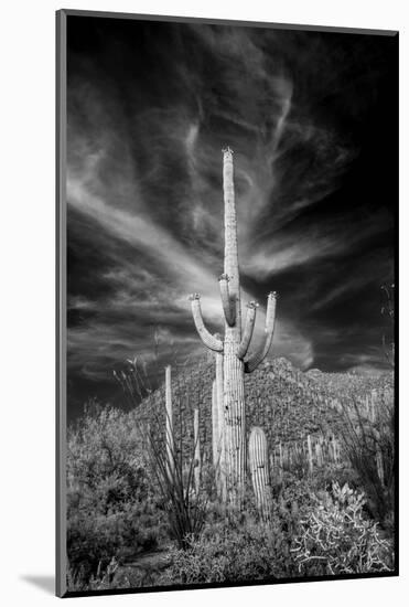 USA, Arizona, Tucson, Saguaro National Park-Peter Hawkins-Mounted Photographic Print