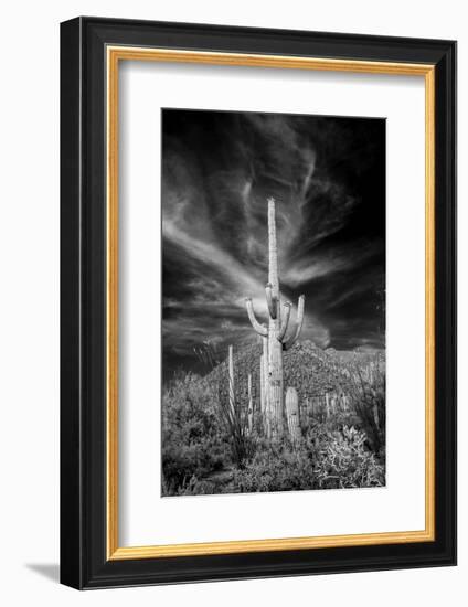 USA, Arizona, Tucson, Saguaro National Park-Peter Hawkins-Framed Photographic Print