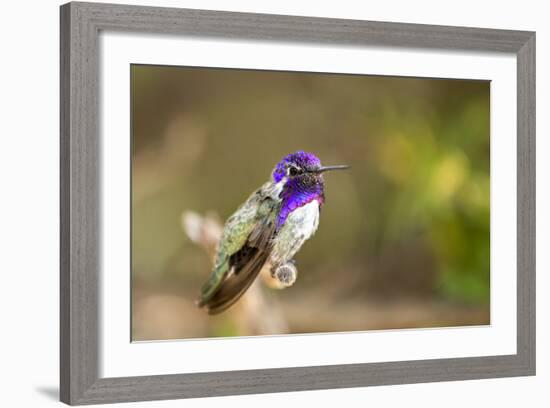 USA, Arizona, Tucson, Sonoran Desert Museum. Costa's Hummingbird-Jaynes Gallery-Framed Photographic Print