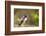 USA, Arizona, Tucson, Sonoran Desert Museum. Costa's Hummingbird-Jaynes Gallery-Framed Photographic Print