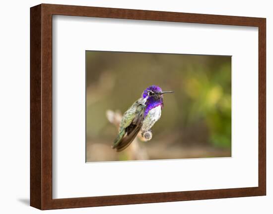 USA, Arizona, Tucson, Sonoran Desert Museum. Costa's Hummingbird-Jaynes Gallery-Framed Photographic Print