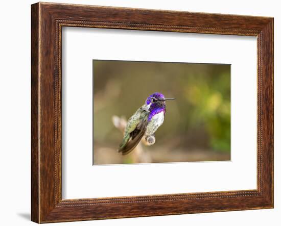 USA, Arizona, Tucson, Sonoran Desert Museum. Costa's Hummingbird-Jaynes Gallery-Framed Photographic Print