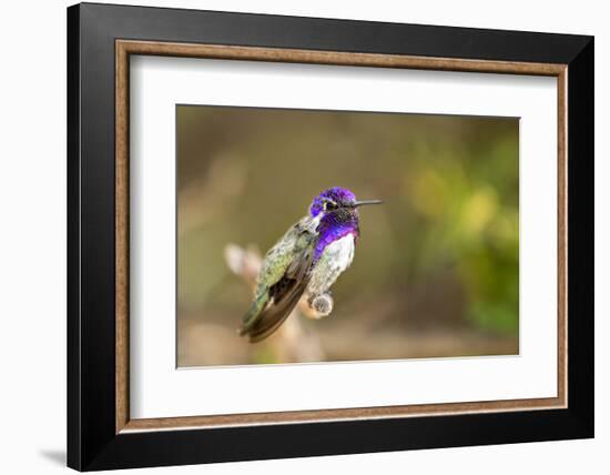 USA, Arizona, Tucson, Sonoran Desert Museum. Costa's Hummingbird-Jaynes Gallery-Framed Photographic Print