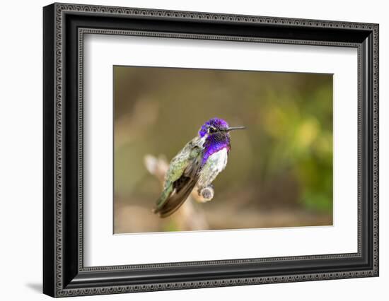 USA, Arizona, Tucson, Sonoran Desert Museum. Costa's Hummingbird-Jaynes Gallery-Framed Photographic Print