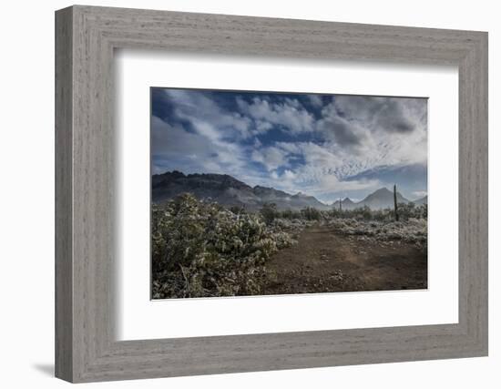 USA, Arizona, Tucson, Tucson Mountain Park-Peter Hawkins-Framed Photographic Print