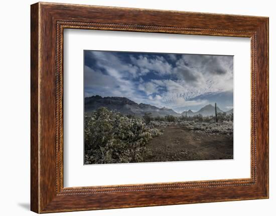 USA, Arizona, Tucson, Tucson Mountain Park-Peter Hawkins-Framed Photographic Print