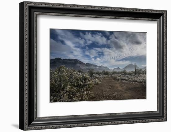 USA, Arizona, Tucson, Tucson Mountain Park-Peter Hawkins-Framed Photographic Print