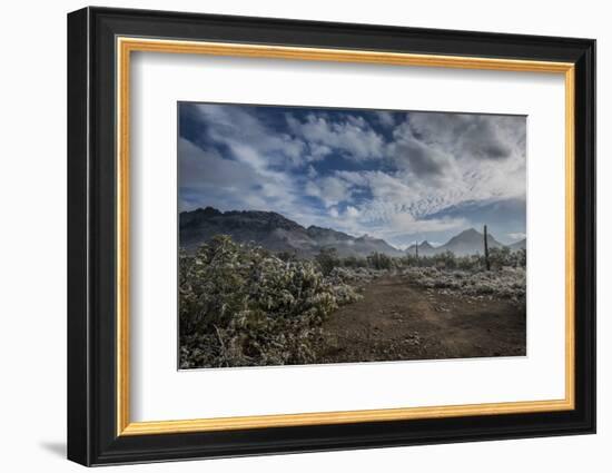 USA, Arizona, Tucson, Tucson Mountain Park-Peter Hawkins-Framed Photographic Print