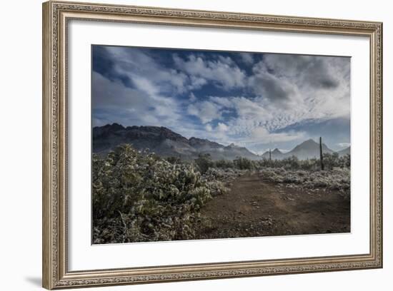 USA, Arizona, Tucson, Tucson Mountain Park-Peter Hawkins-Framed Photographic Print