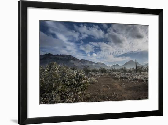USA, Arizona, Tucson, Tucson Mountain Park-Peter Hawkins-Framed Photographic Print