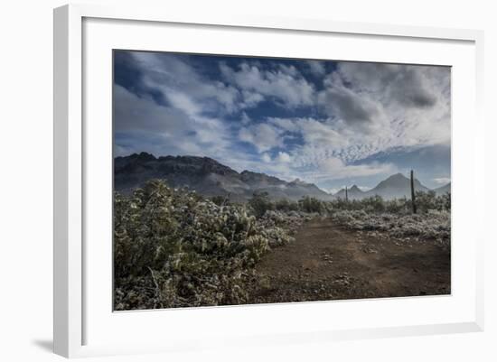 USA, Arizona, Tucson, Tucson Mountain Park-Peter Hawkins-Framed Photographic Print