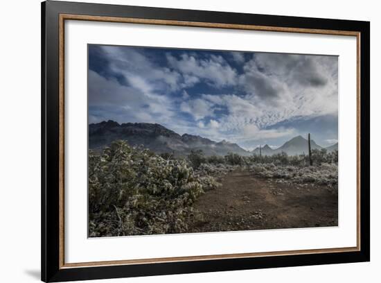 USA, Arizona, Tucson, Tucson Mountain Park-Peter Hawkins-Framed Photographic Print