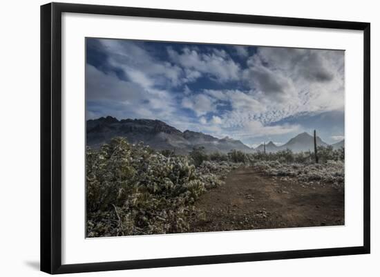 USA, Arizona, Tucson, Tucson Mountain Park-Peter Hawkins-Framed Photographic Print