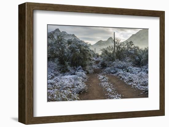 USA, Arizona, Tucson, Tucson Mountain Park-Peter Hawkins-Framed Photographic Print