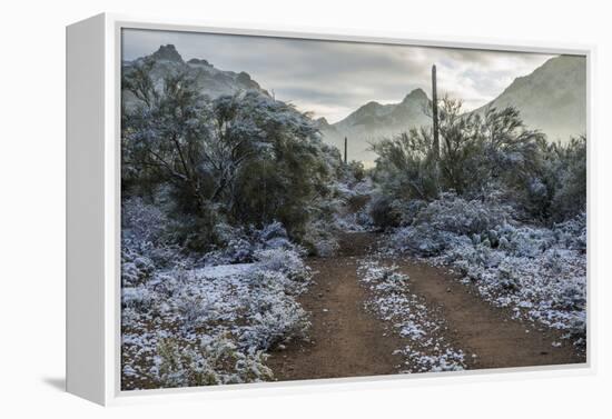 USA, Arizona, Tucson, Tucson Mountain Park-Peter Hawkins-Framed Premier Image Canvas