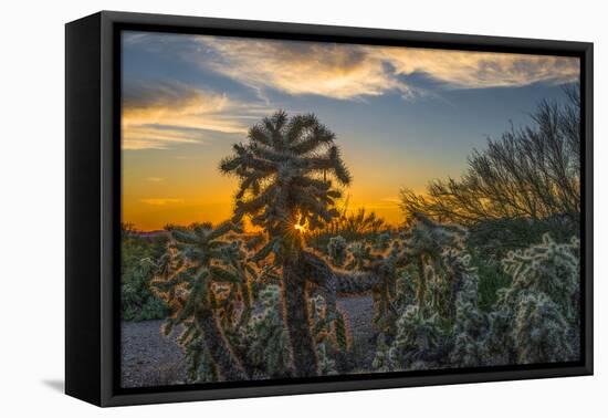 USA, Arizona, Tucson, Tucson Mountain Park-Peter Hawkins-Framed Premier Image Canvas