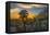 USA, Arizona, Tucson, Tucson Mountain Park-Peter Hawkins-Framed Premier Image Canvas