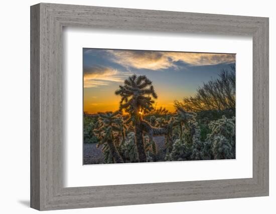 USA, Arizona, Tucson, Tucson Mountain Park-Peter Hawkins-Framed Photographic Print