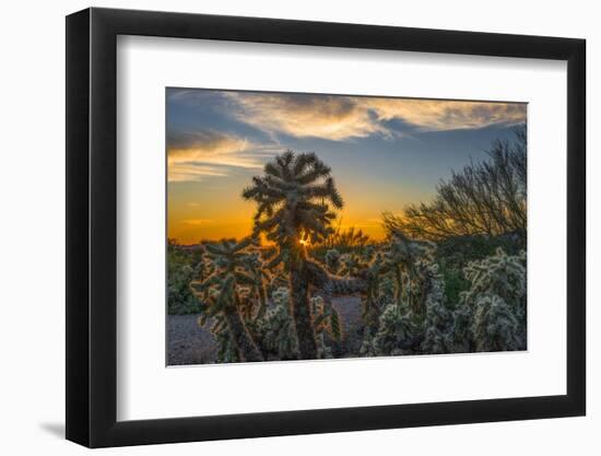 USA, Arizona, Tucson, Tucson Mountain Park-Peter Hawkins-Framed Photographic Print