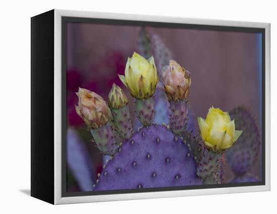 Usa, Arizona, Tucson. Yellow and pink flowers on purple Prickly Pear Cactus.-Merrill Images-Framed Premier Image Canvas
