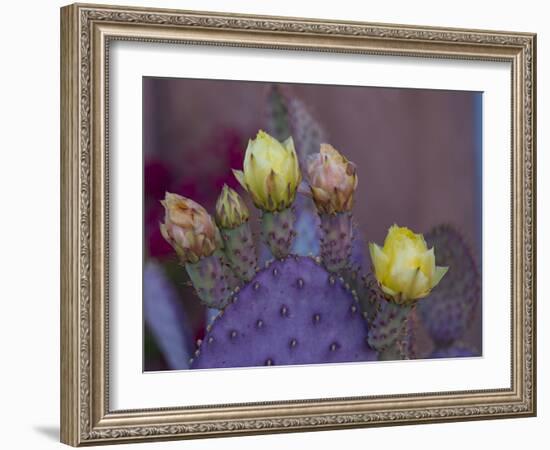 Usa, Arizona, Tucson. Yellow and pink flowers on purple Prickly Pear Cactus.-Merrill Images-Framed Photographic Print