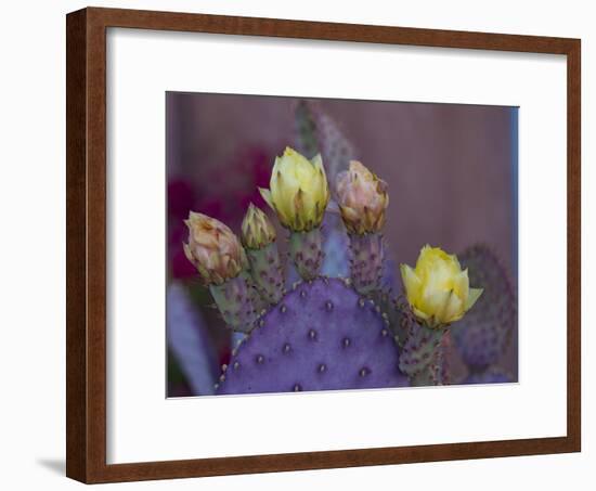 Usa, Arizona, Tucson. Yellow and pink flowers on purple Prickly Pear Cactus.-Merrill Images-Framed Photographic Print