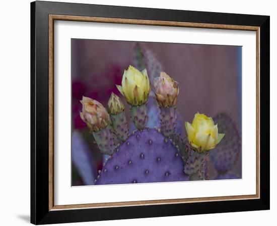 Usa, Arizona, Tucson. Yellow and pink flowers on purple Prickly Pear Cactus.-Merrill Images-Framed Photographic Print