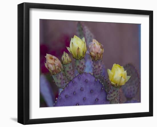 Usa, Arizona, Tucson. Yellow and pink flowers on purple Prickly Pear Cactus.-Merrill Images-Framed Photographic Print