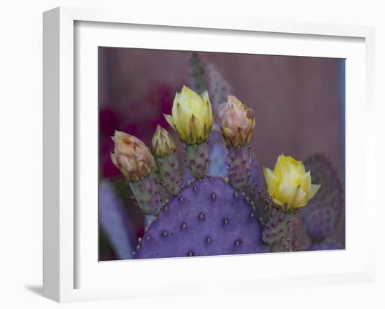 Usa, Arizona, Tucson. Yellow and pink flowers on purple Prickly Pear Cactus.-Merrill Images-Framed Photographic Print