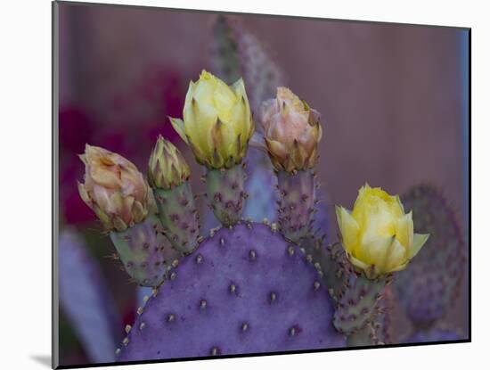 Usa, Arizona, Tucson. Yellow and pink flowers on purple Prickly Pear Cactus.-Merrill Images-Mounted Photographic Print