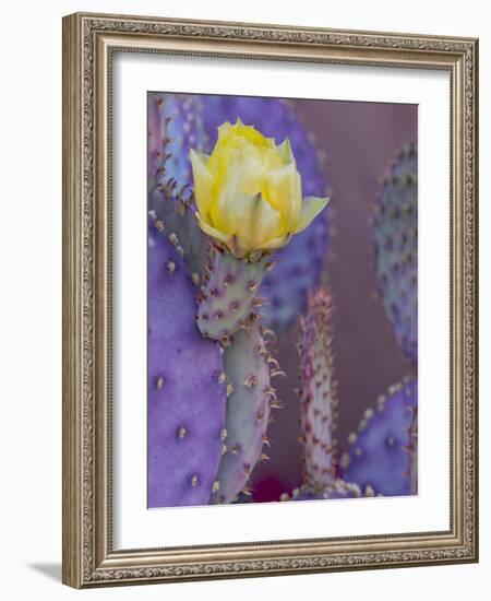 Usa, Arizona, Tucson. Yellow flower on purple Prickly Pear Cactus.-Merrill Images-Framed Photographic Print