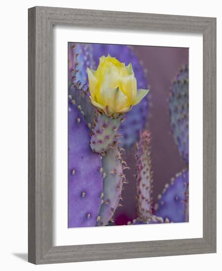 Usa, Arizona, Tucson. Yellow flower on purple Prickly Pear Cactus.-Merrill Images-Framed Photographic Print