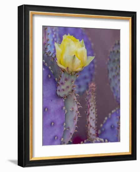 Usa, Arizona, Tucson. Yellow flower on purple Prickly Pear Cactus.-Merrill Images-Framed Photographic Print