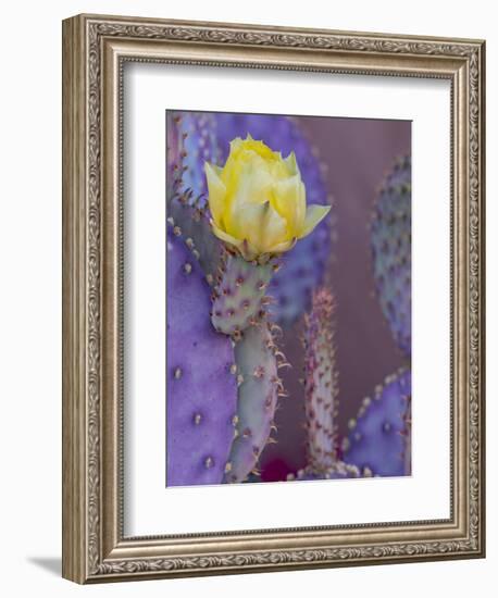 Usa, Arizona, Tucson. Yellow flower on purple Prickly Pear Cactus.-Merrill Images-Framed Premium Photographic Print