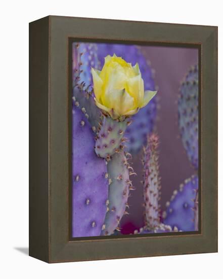 Usa, Arizona, Tucson. Yellow flower on purple Prickly Pear Cactus.-Merrill Images-Framed Premier Image Canvas