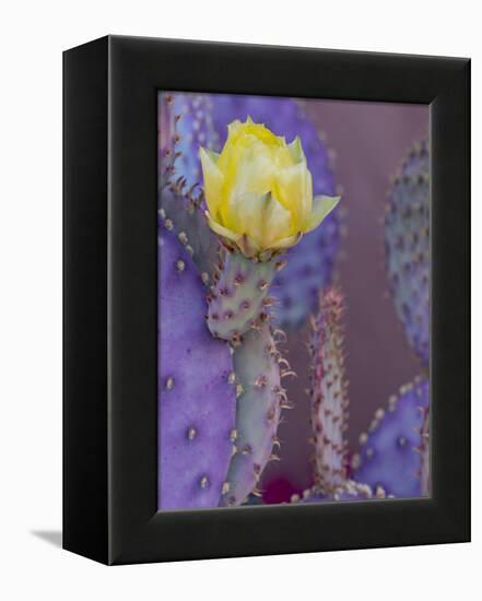 Usa, Arizona, Tucson. Yellow flower on purple Prickly Pear Cactus.-Merrill Images-Framed Premier Image Canvas