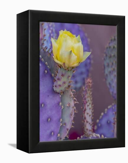 Usa, Arizona, Tucson. Yellow flower on purple Prickly Pear Cactus.-Merrill Images-Framed Premier Image Canvas