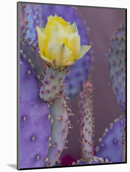 Usa, Arizona, Tucson. Yellow flower on purple Prickly Pear Cactus.-Merrill Images-Mounted Photographic Print