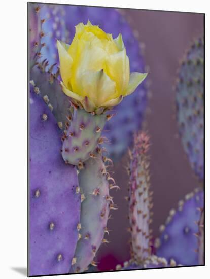 Usa, Arizona, Tucson. Yellow flower on purple Prickly Pear Cactus.-Merrill Images-Mounted Photographic Print