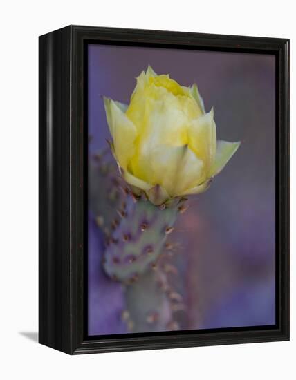 Usa, Arizona, Tucson. Yellow flower on purple Prickly Pear Cactus.-Merrill Images-Framed Premier Image Canvas