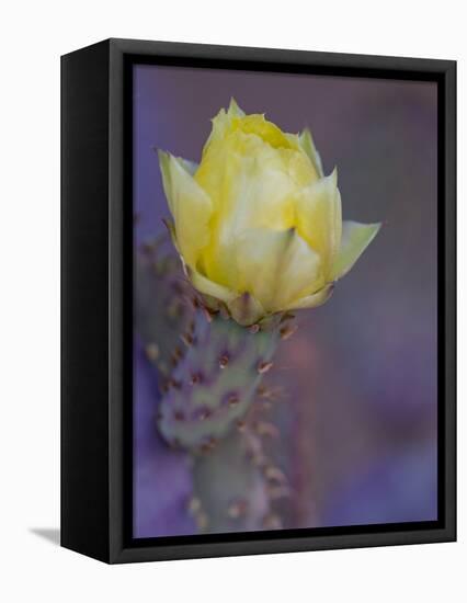 Usa, Arizona, Tucson. Yellow flower on purple Prickly Pear Cactus.-Merrill Images-Framed Premier Image Canvas
