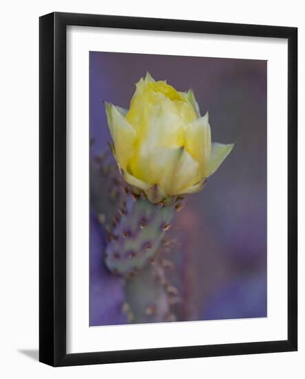 Usa, Arizona, Tucson. Yellow flower on purple Prickly Pear Cactus.-Merrill Images-Framed Photographic Print