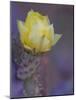 Usa, Arizona, Tucson. Yellow flower on purple Prickly Pear Cactus.-Merrill Images-Mounted Photographic Print