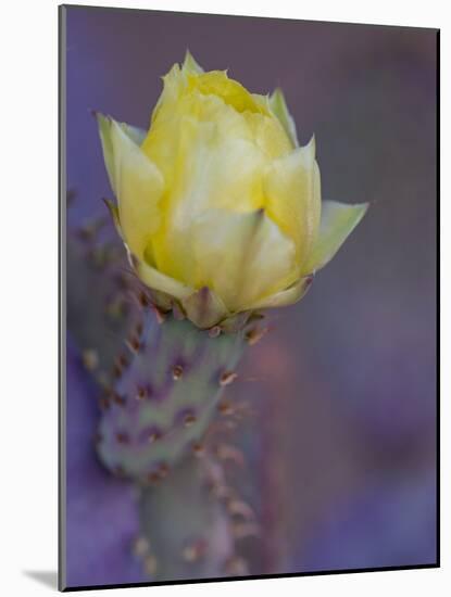 Usa, Arizona, Tucson. Yellow flower on purple Prickly Pear Cactus.-Merrill Images-Mounted Photographic Print