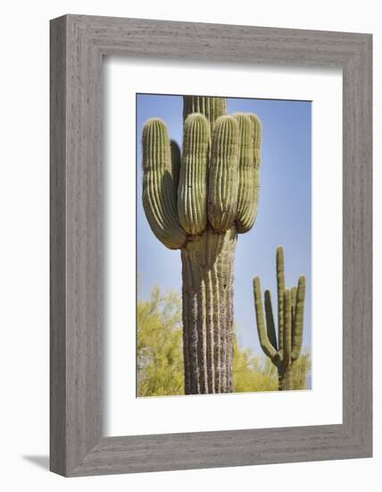 USA, Arizona, White Tank Mountain Park, Phoenix. Close-up of a Saguaro cactus.-Deborah Winchester-Framed Photographic Print
