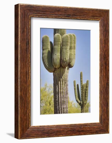 USA, Arizona, White Tank Mountain Park, Phoenix. Close-up of a Saguaro cactus.-Deborah Winchester-Framed Photographic Print