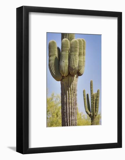 USA, Arizona, White Tank Mountain Park, Phoenix. Close-up of a Saguaro cactus.-Deborah Winchester-Framed Photographic Print